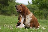 BASSET HOUND 028